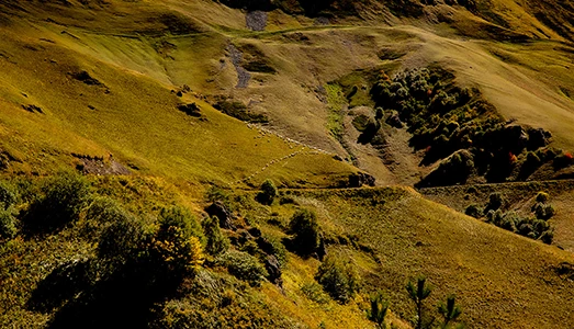 Nature