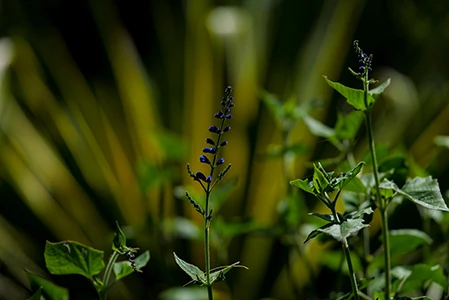 Nature