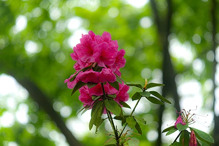 Nature