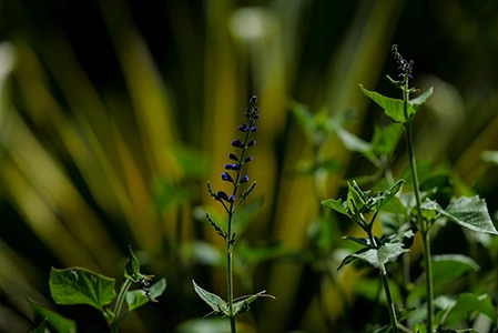 Nature