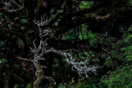 Nature